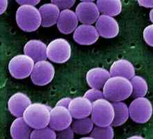 Simptomi i liječenje Staphylococcus aureus