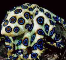 Plava okrunjena hobotnica: opis vrste, staništa, reprodukcija i sadržaja u akvariju
