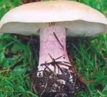 Sinierozhka - jestiva gljiva. Opis, fotografije