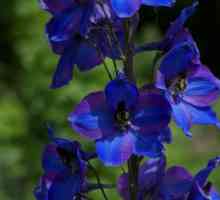 Plavo cvijeće: vrste, imena, opis