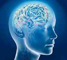 Sinusi dijabora (venskih sinusa, sinusa mozga): anatomija, funkcije