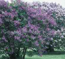 Lilac: Je li to grm ili stablo? Uzroci popularnosti i povijesti uzgoja