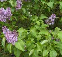 Lilac Obični - korisna svojstva, opis i zanimljive činjenice