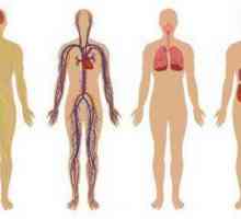 Sustav organa, nezamjenjiv za organizam: struktura čovjeka