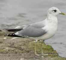 Seagull Gull: opis, značajke i stanište