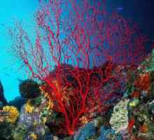 Nevjerojatna ljepota koraljnog grebena, ili Što je koralj