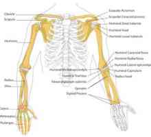 Ljudski kostur: struktura. Kostur ljudske ruke