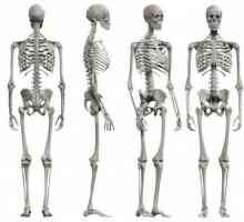 Kostur životinja: opće osobine i fotografije