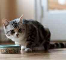 Koliko mačka može živjeti bez hrane i vode?