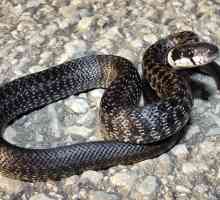 Koliko godina zmija živi u zatočeništvu iu divljini?