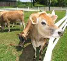 Koliko kravljeg mlijeka daje dan, a što ovisi o prinosu mlijeka?