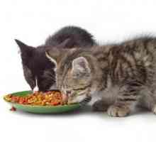 Koliko puta dnevno hraniti mačku? Kako hraniti domaće mačke?