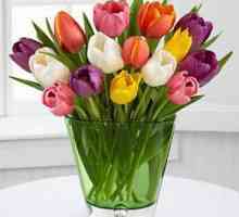 Koliko košta tulipan? Zanimljivosti o cvijetu