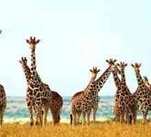 Сколько у жирафа шейных позвонков? Ответ - здесь!