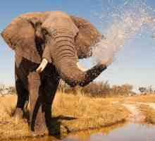 Koliko kriti afrički slon: usporedbe i činjenice