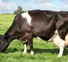 Koliko stomaka u kravama: značajke probave