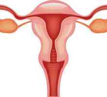 Koliko jaja žive nakon ovulacije? Što se događa ovulaciji nakon ovulacije