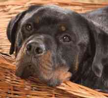 Koliko Rottweiler živi: prosječne cijene, značajke i recenzije