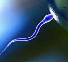 Koliko spermijskih stanica živi u vagini i okolišu?