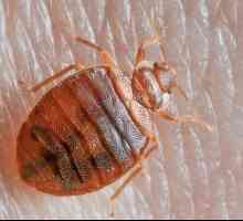 Koliko bugova živi: značajke života, nutricionizam i zanimljive činjenice