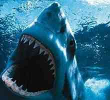Koliko zubi ima morski pas? Brojanje nije dopušteno