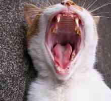 Koliko zubi ima mačka, kako ih očistiti?