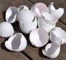 Jaje ljuske kao izvor kalcija. Kako kuhati školjku jaja kao izvor kalcija