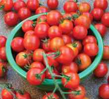 Slatke sorte rajčice: recenzije. Slatke sorte rajčice za staklenike