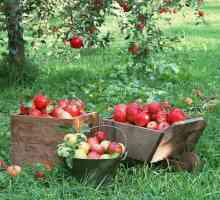 "Slava pobjednicima" je niz jabuka. Opis i karakteristike sorte