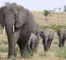 Slon je najveći zemaljski sisavac na planetu. Opis i fotografija životinja