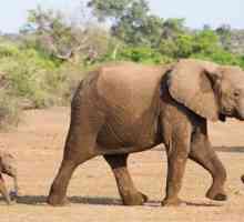 Слон – символ чего? Значение животного в разных странах и религиях