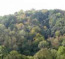 Mješovite i listopadne šume. Klima mješovitih i listopadnih šuma