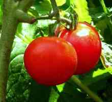Bradavica rajčica - uzgojena u tlu