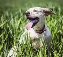 Psi često dišu otvorenim ustima: mogući uzroci i karakteristike liječenja