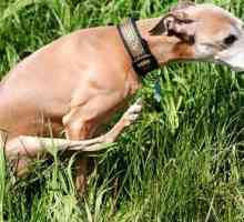 Vožnja pasa na papu: uzroci i liječenje