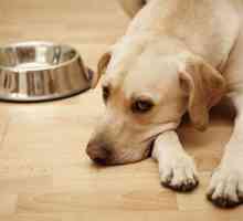 Pas odbija jesti: mogući uzroci i metode pružanja pomoći
