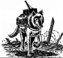 Собаки во время Великой Отечественной войны. Подвиги собак во время Великой Отечественной войны
