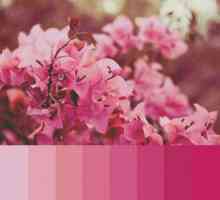 Kombinacija ružičaste boje s drugim bojama: u odjeći, u unutrašnjosti