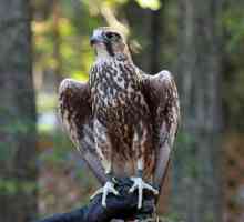 Falcon Sokol: fotografija i opis