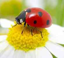 Dream: ladybug - što ona sanjala?