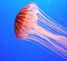 Tumačenje snova: meduze koje mogu značiti?