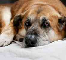 Naljepnica u psu: simptomi, karakteristike liječenja i preporuke profesionalaca