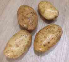 Krumpirna sorta `Yanka`: karakteristike, okus i njegu