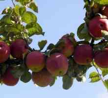 Raznolikost prisutna Grafsky (jabuka): opis, karakteristike plodova