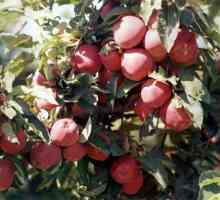 Raznolikost Starkrimson (jabuka): opis, fotografija, značajke uzgoja