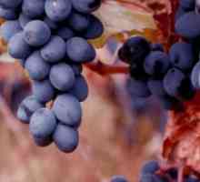 Raznolikost grožđa Moldavija. Vinograd Moldova: pravila brige, recenzije o raznovrsnosti