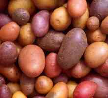 Nizozemske sorte krumpira: značajke, fotografije i opis
