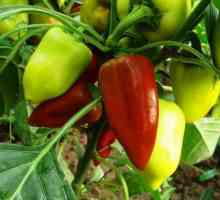 Vrste rijetke paprike: opis, karakteristike, značajke uzgoja