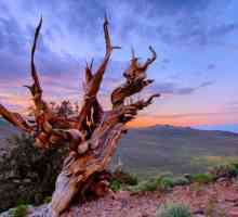 Pine od Methuselah: dob, mjesto, zanimljive činjenice