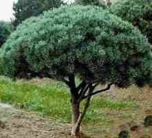 Vatereri Pine: značajke uzgoja